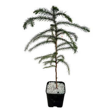 Araucaria - Christmas Tree