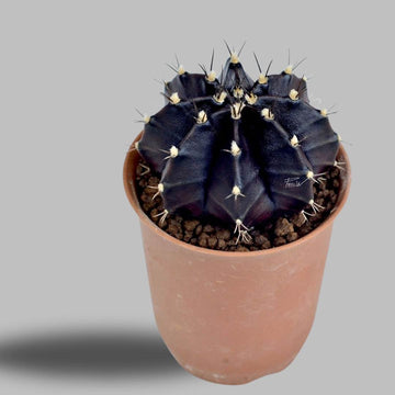 Gymnocalycium Black Hybrid