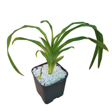 Chocolate Day Lily