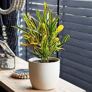 Croton Dreadlock Indoor Plant
