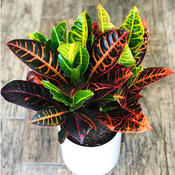 Croton Petra