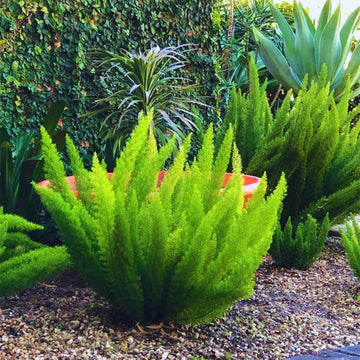 Foxtail Asparagus