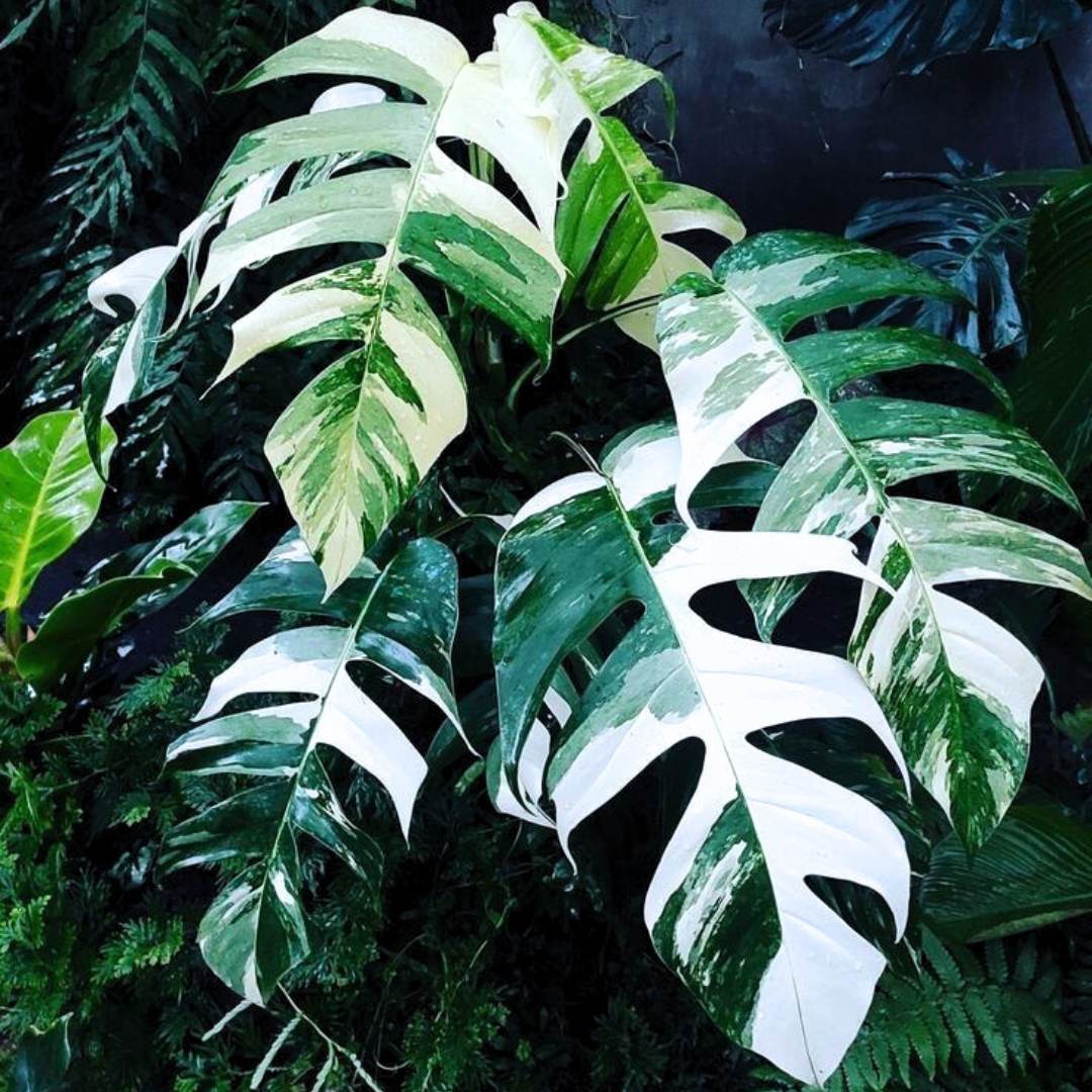 Amazing Rare Monstera Dargon Tail Variegata