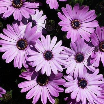 Dimorphoteca F1 Hybrid Seeds