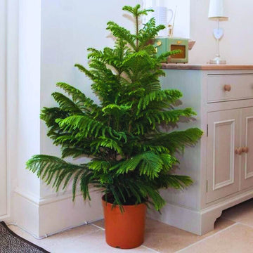 Araucaria - Christmas Tree