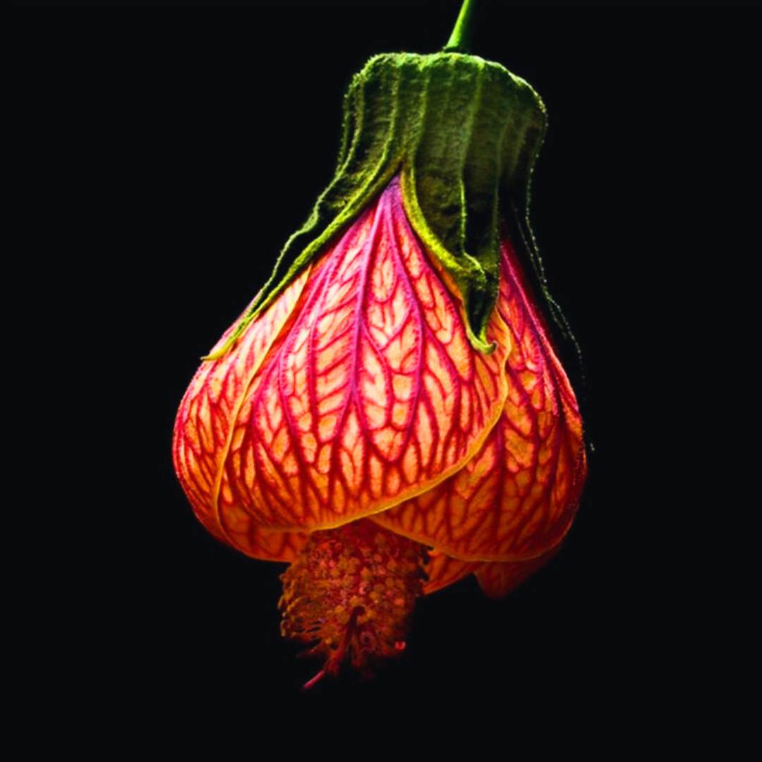 Lantern Hibiscus / Chinese Hibiscus