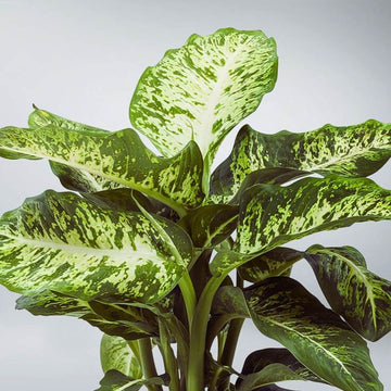 Dieffenbachia Maculata Indoor Plants
