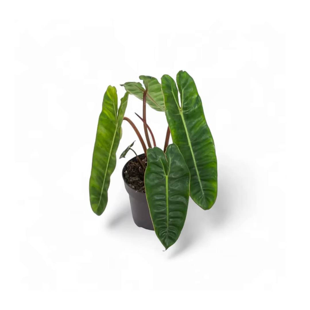 Affordable Bulk Rate Philodendron Billietiae