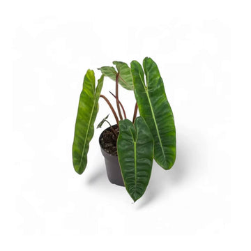 Affordable Bulk Rate Philodendron Billietiae