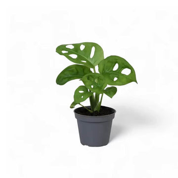 Affordable Monstera Adansonii Small Plant