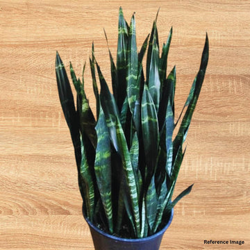 Sansevieria robusta grey/ Indoor Plant