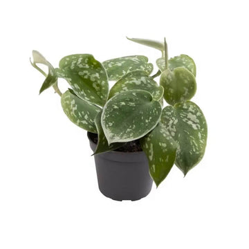Affordable Bulk Rate Silver Pictus