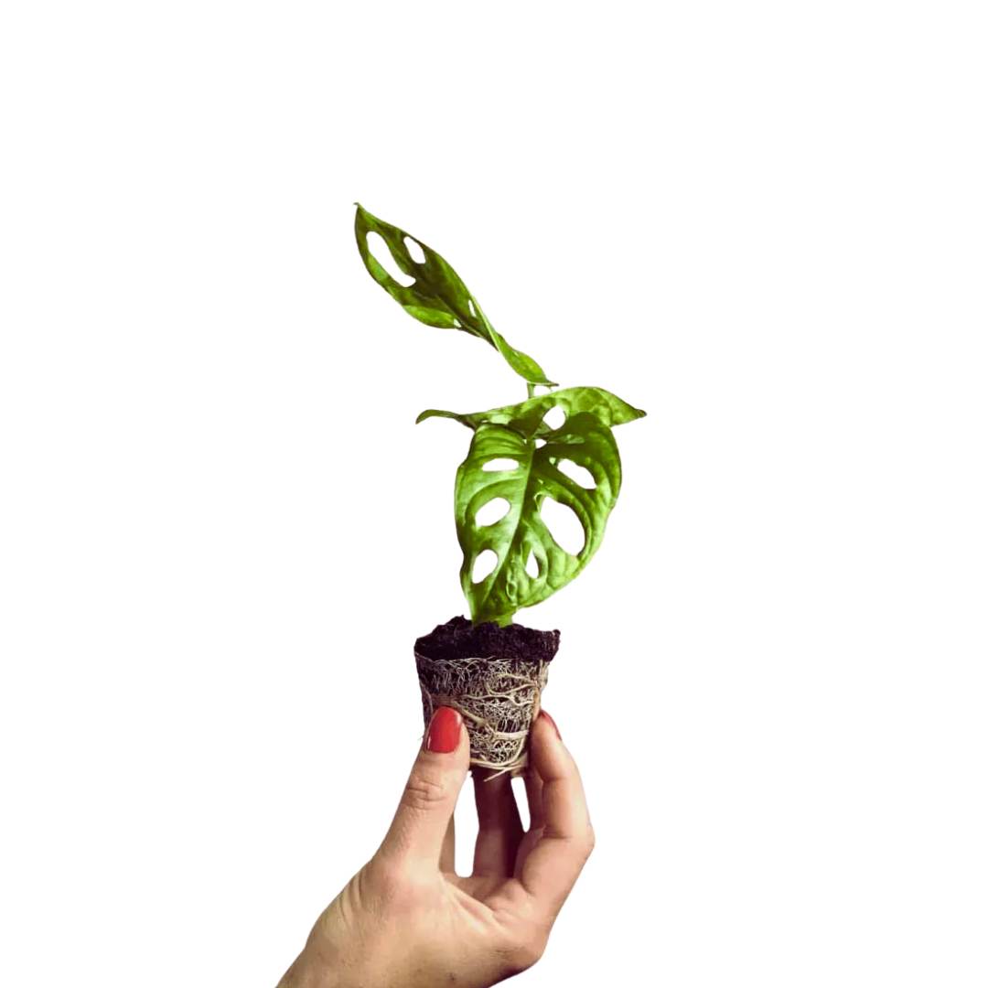 monstera adansonii health benefits Monstera Adansonii