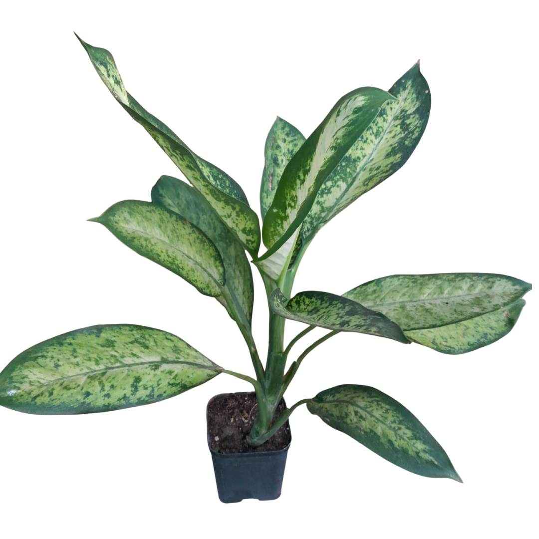 dieffenbachia maculata cv Dieffenbachia Maculata