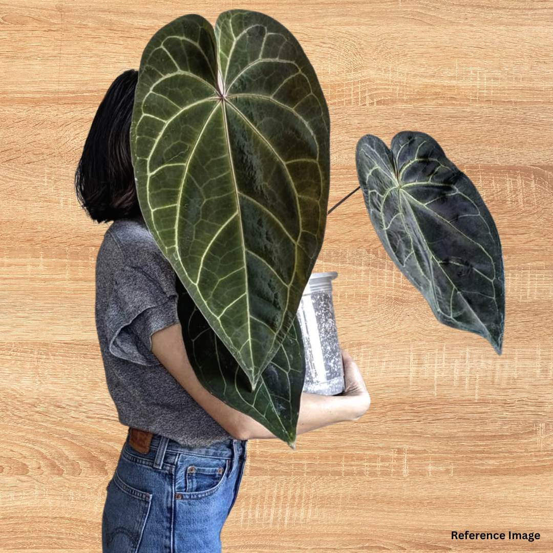 Anthurium Magnificum Hybrid Indoor Plant for Living Space