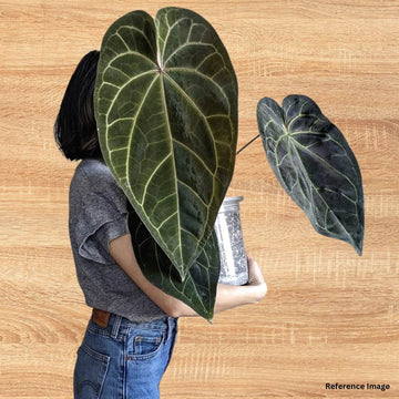 Anthurium Magnificum Hybrid Indoor Plant for Living Space