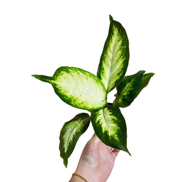 Dieffenbachia Camille