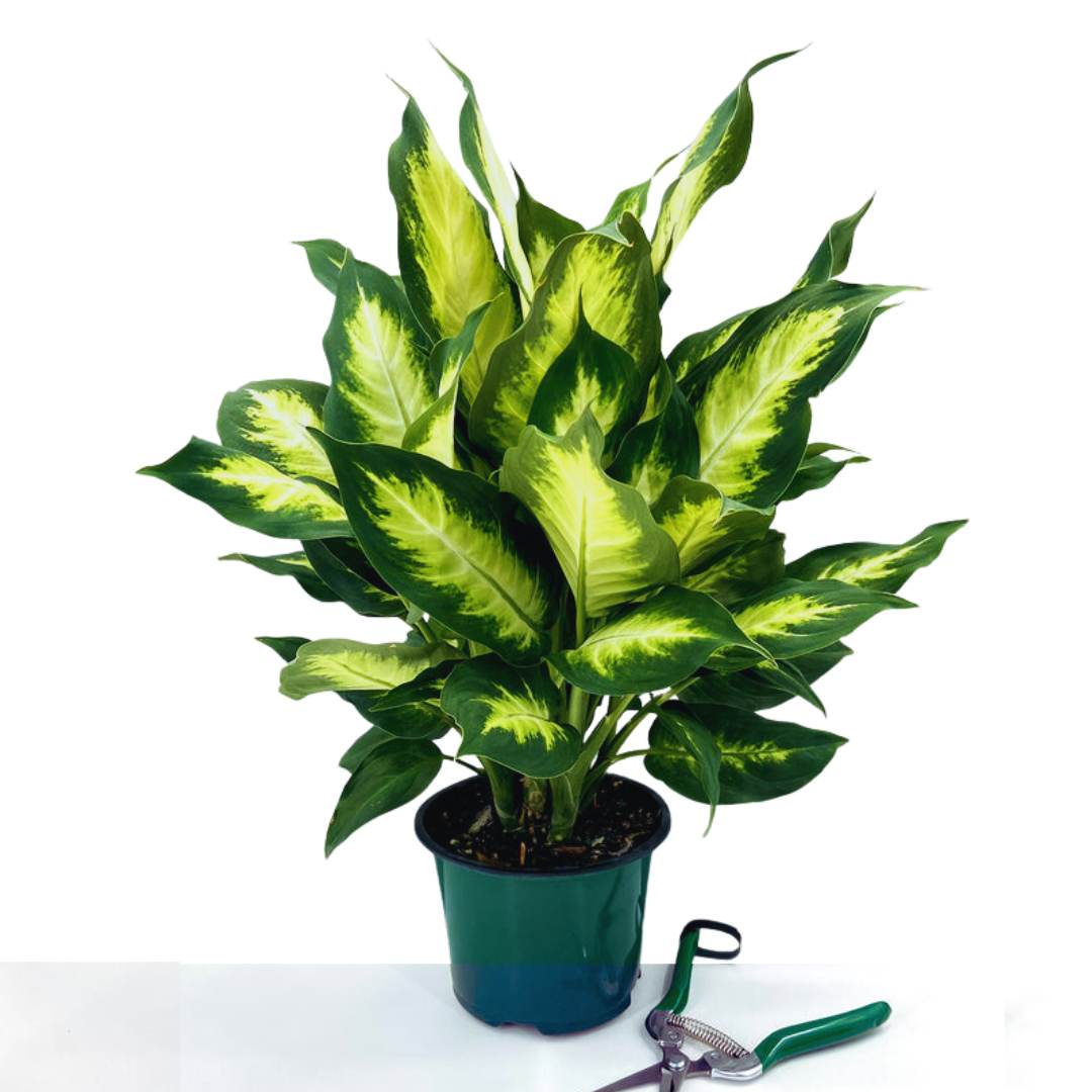 Dieffenbachia Camille Plant