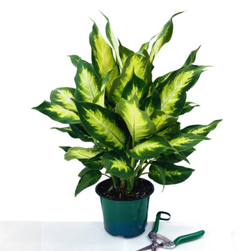 Dieffenbachia Camille Plant