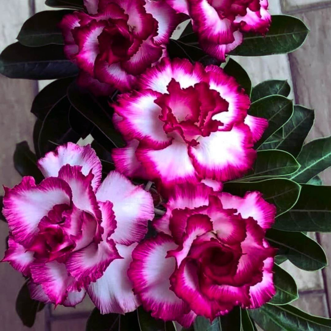 Trending plants