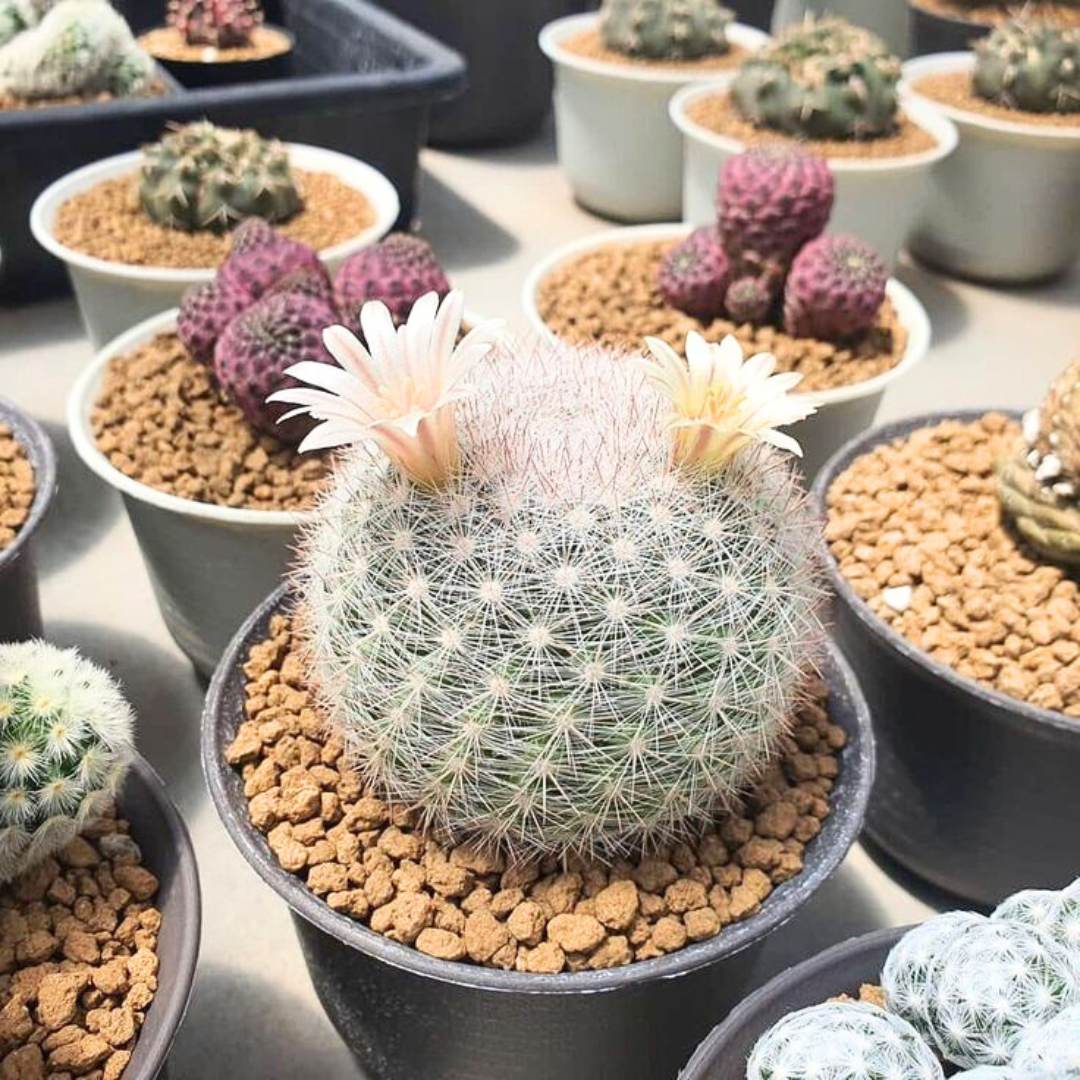 Mammillaria Candida, Majestic Rare Cactus