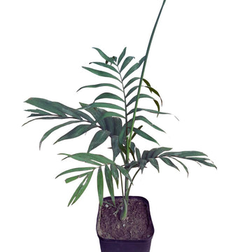 Parlour Palm