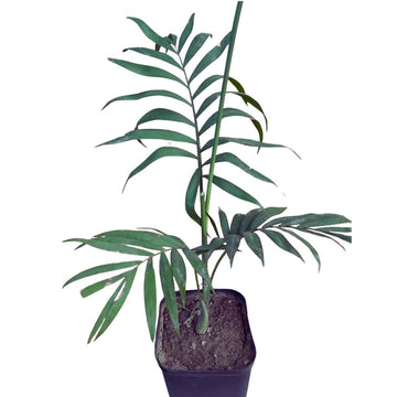 Parlour Palm