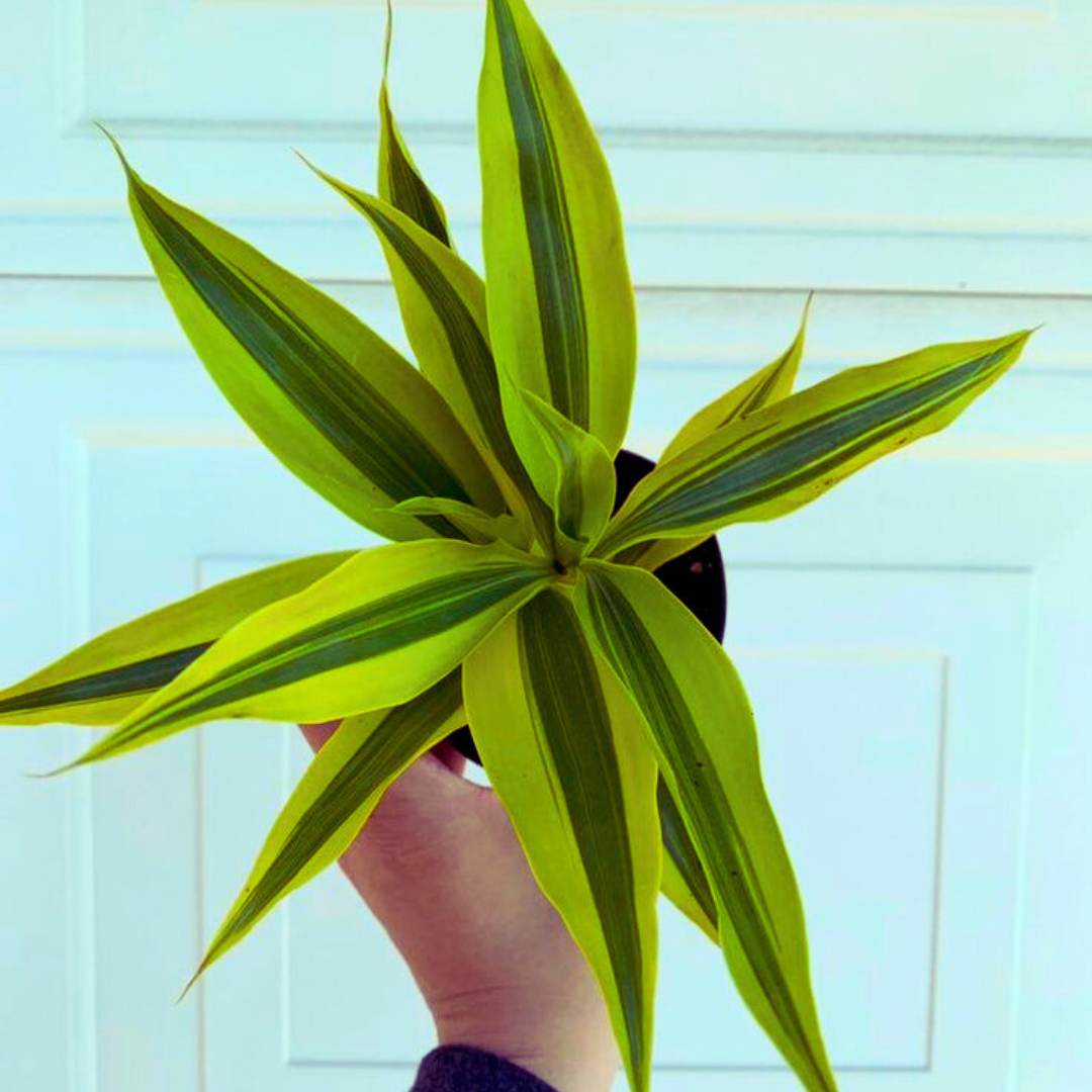 Lucky Bamboo Golden