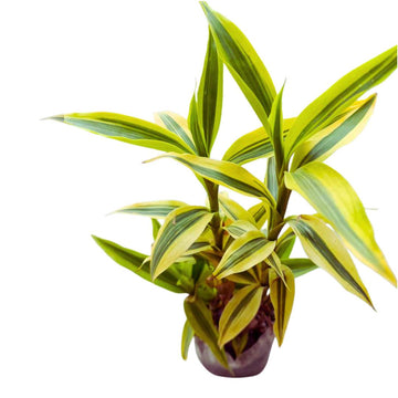 Lucky Bamboo Golden
