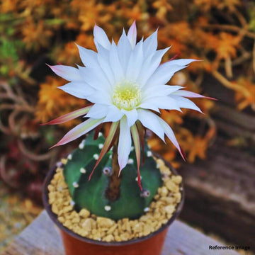 Echinopsis Subdenudata, Majestic Rare Cactus