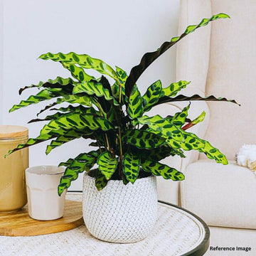 Calathea Insignis Indoor Plants
