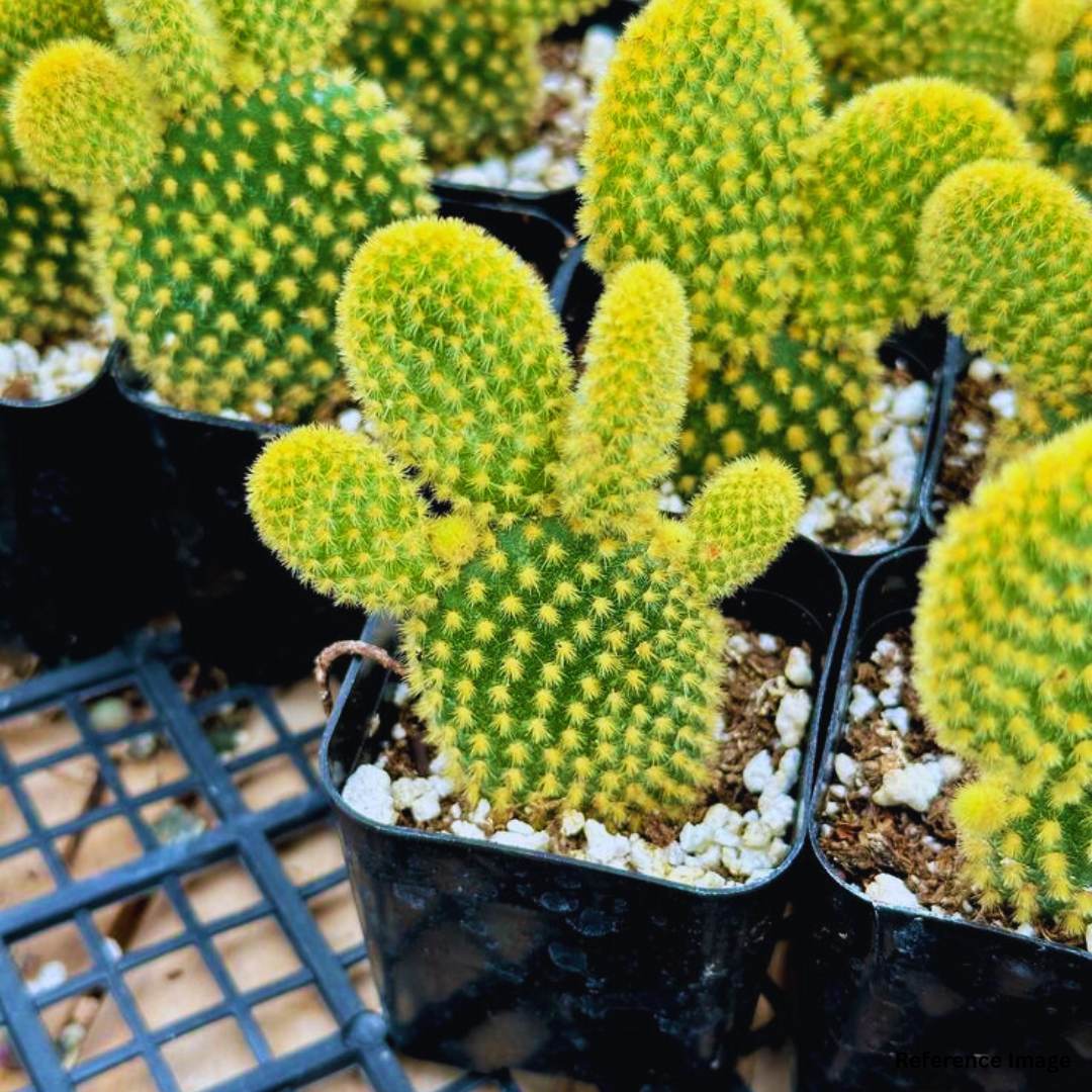 Opuntia Bunny Ear