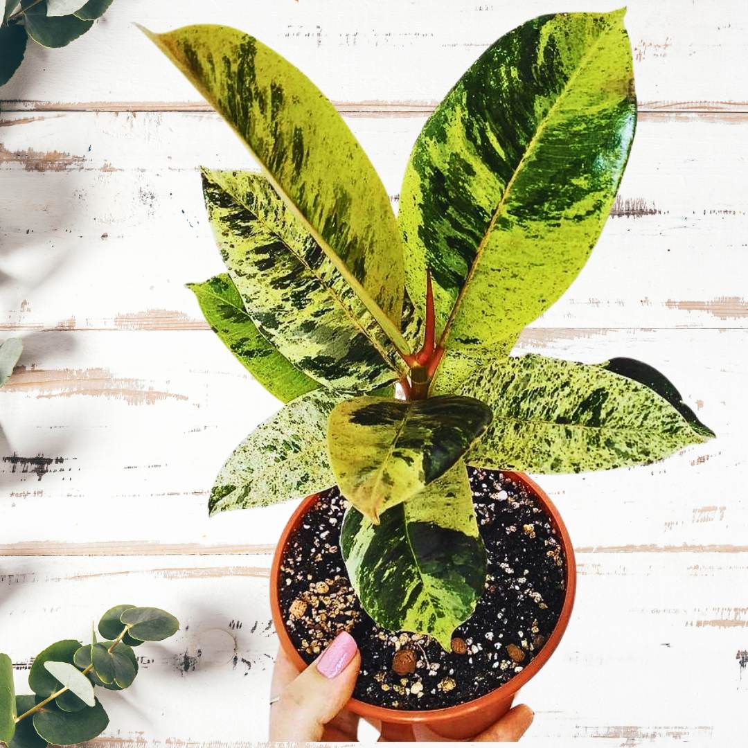 Rare Golden Rubber plant Shivereana