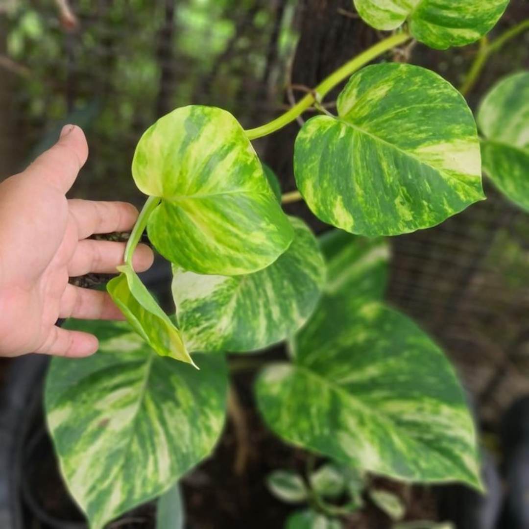 Pothos-money plant / Bulk Rate