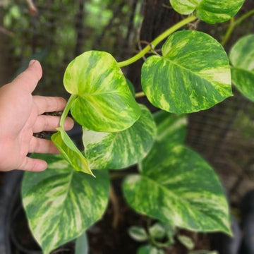 Pothos-money plant / Bulk Rate