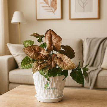 Syngonium Bronze