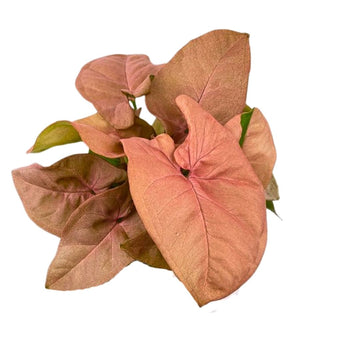 Syngonium Pink