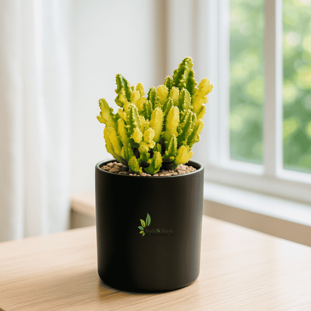 Variegated Fairy Castle Cactus