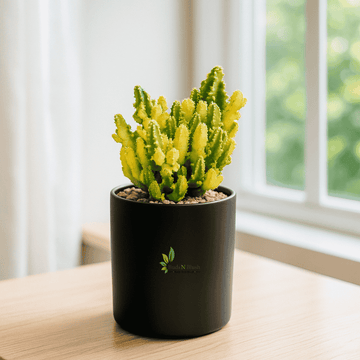 Variegated Fairy Castle Cactus