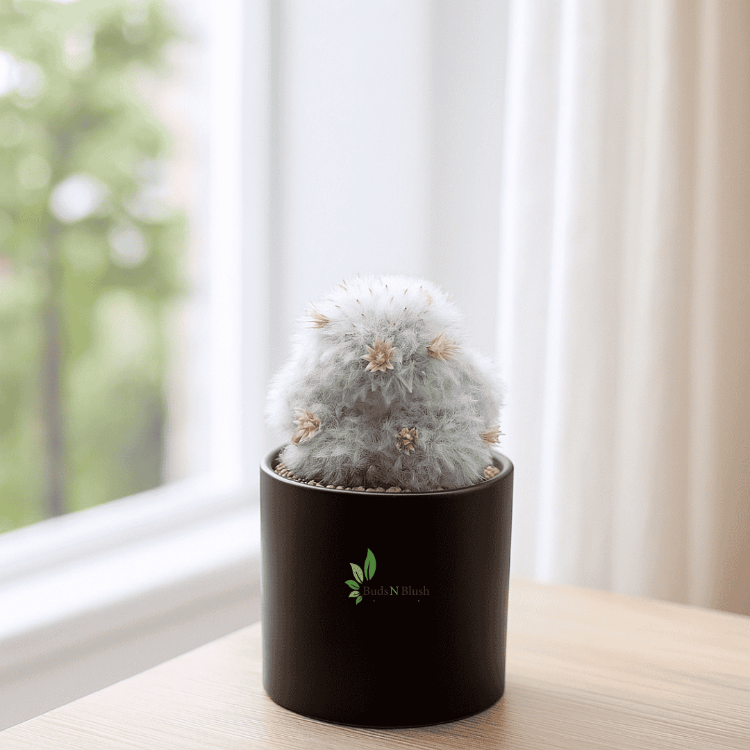 Powder Puff Cactus