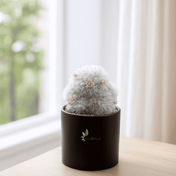 Powder Puff Cactus