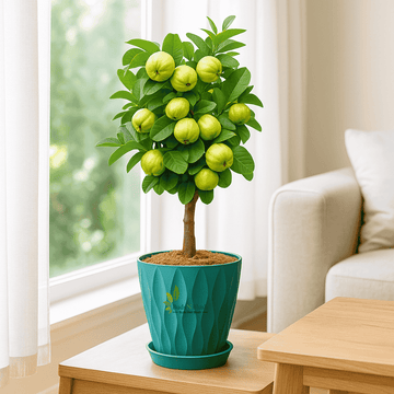 Taiwan Pink Guava