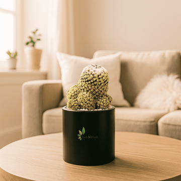 Mammilaria Schiedeana Golden