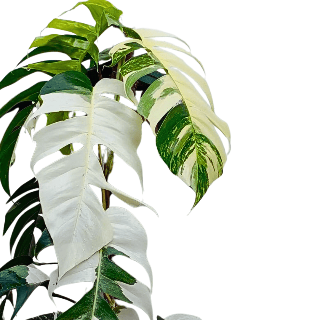 monstera dragon tail plant Monstera Dragon Tail Variegata