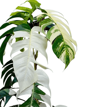 Monstera Dragon Tail Variegata