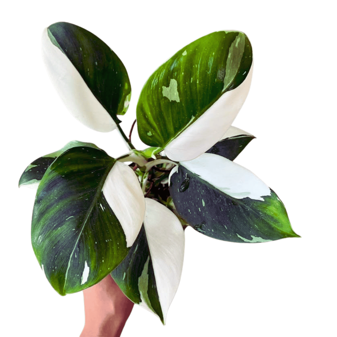 is philodendron white knight rare Philodendron White Knight