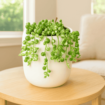 String of Pearls Variegated