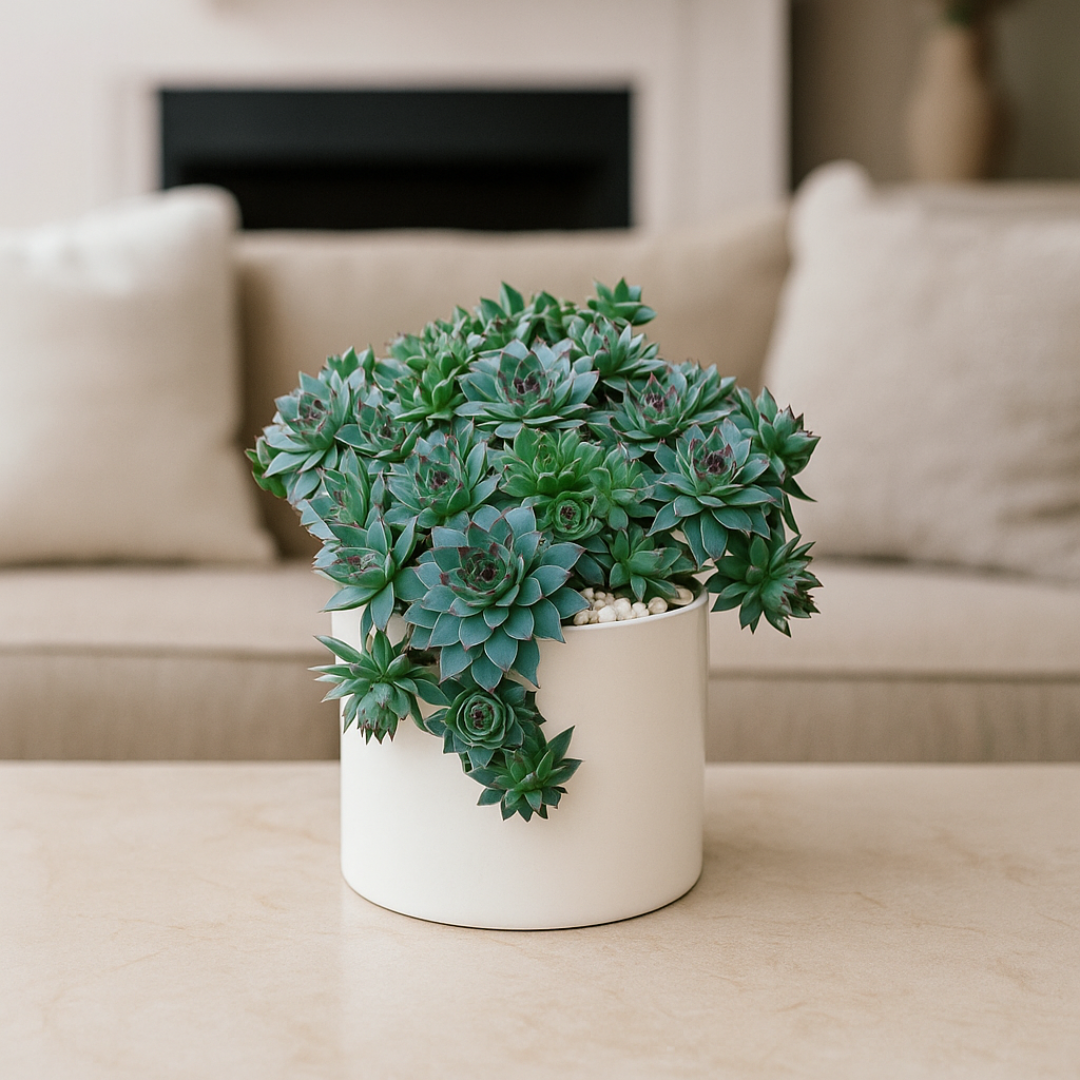 Laxmi Kamal - Sempervivum Tectorum