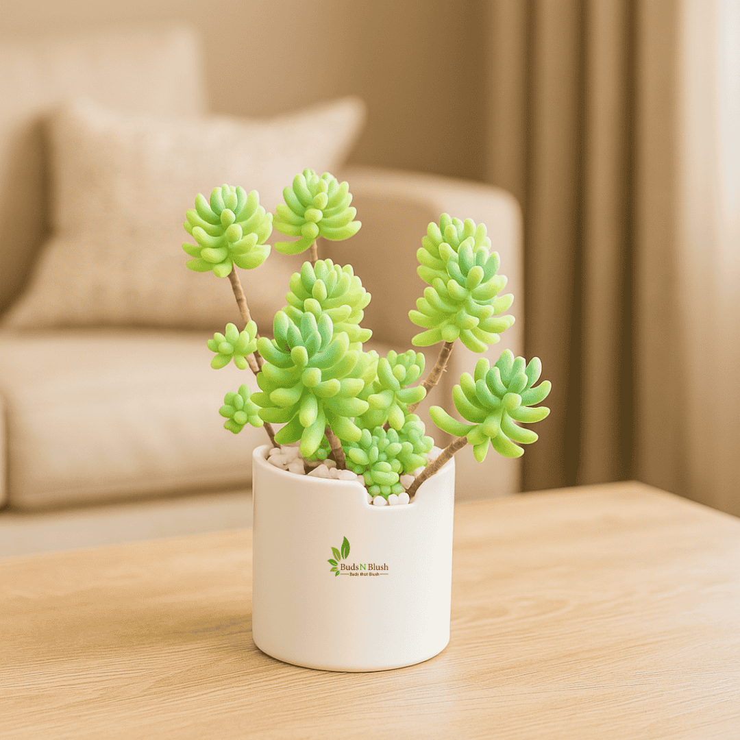 Sedum Allantoides / Baby Finger Succulent / Endearing Succulents