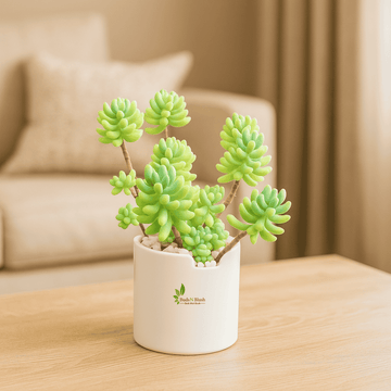 Sedum Allantoides / Baby Finger Succulent / Endearing Succulents